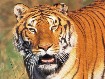 tigre.jpgnbv.jpg